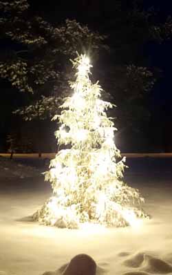 Julgran på Ågern